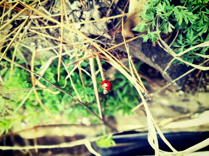 ladybird
