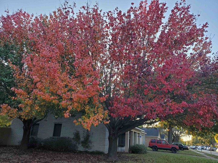 Texas Fall Tree