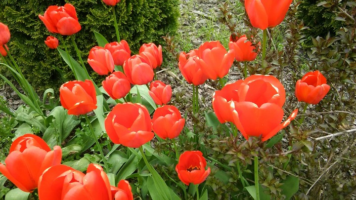 #Tulipany