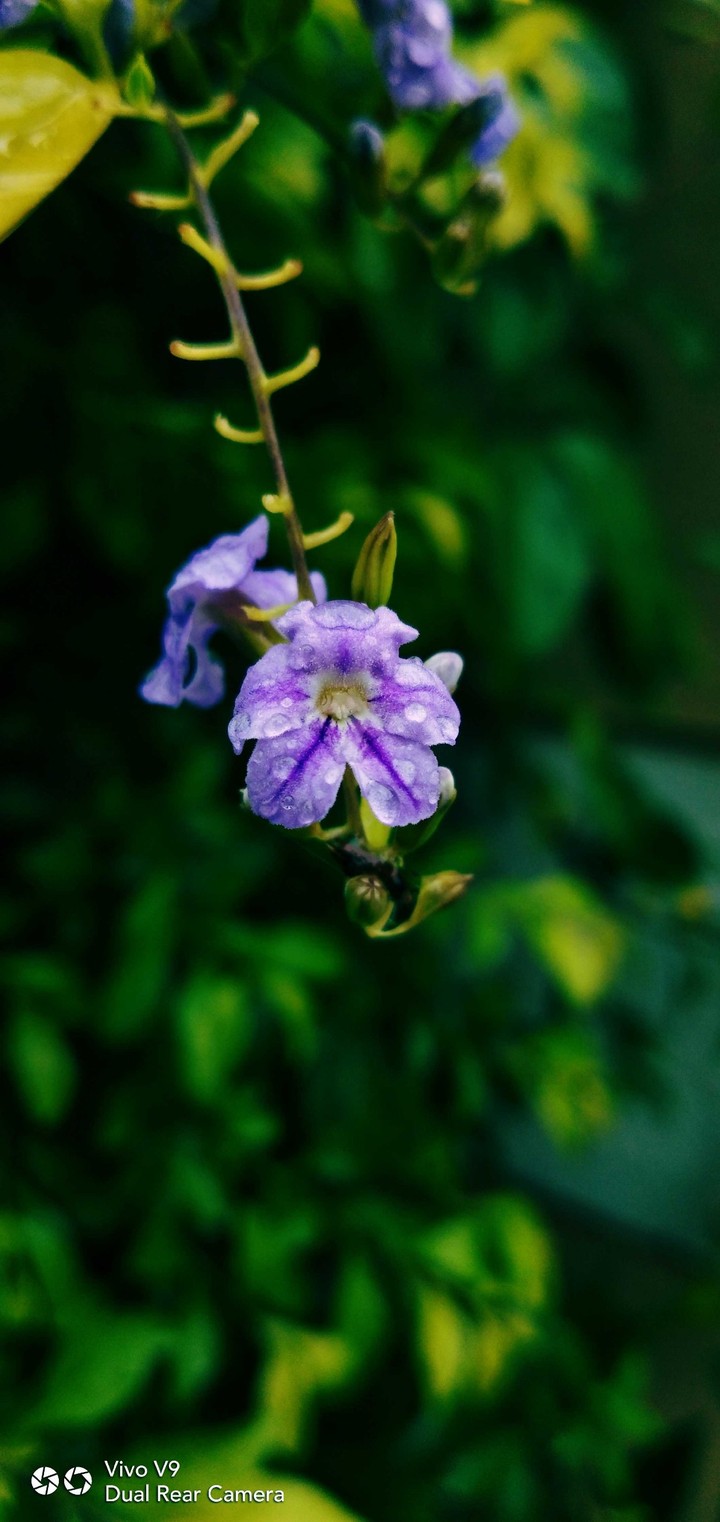 Violet