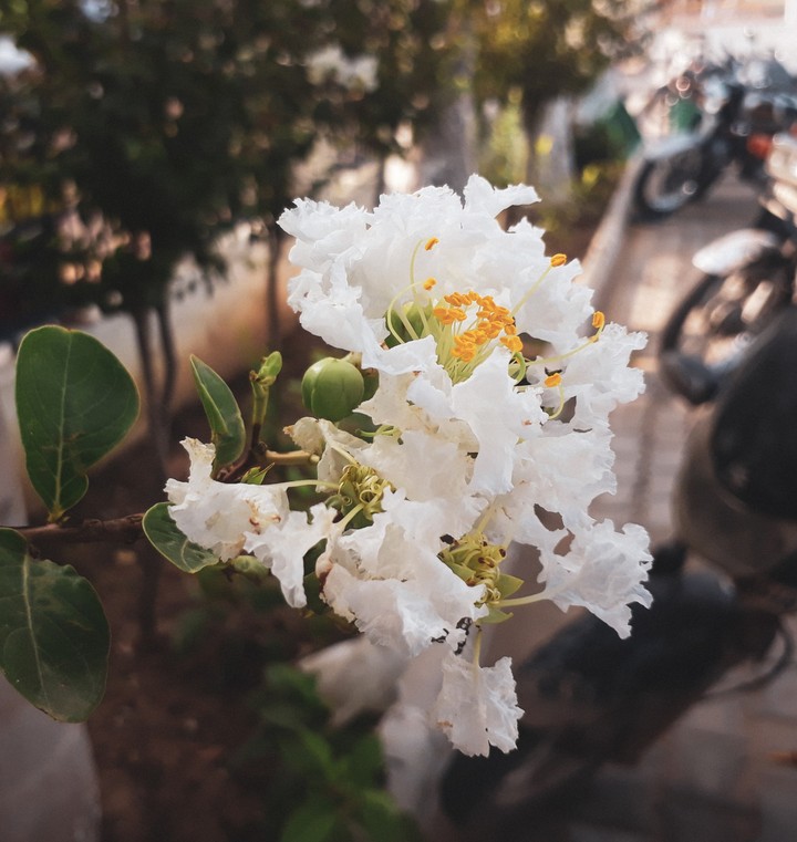 flowers