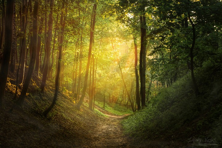 The sunset in park