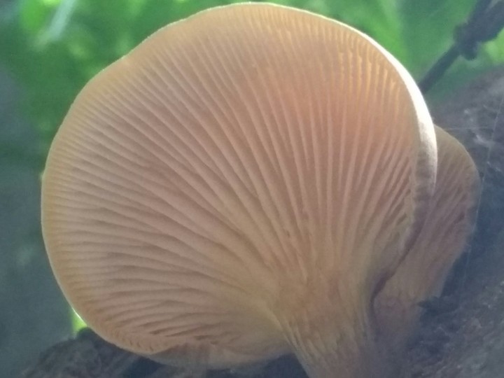 Bb