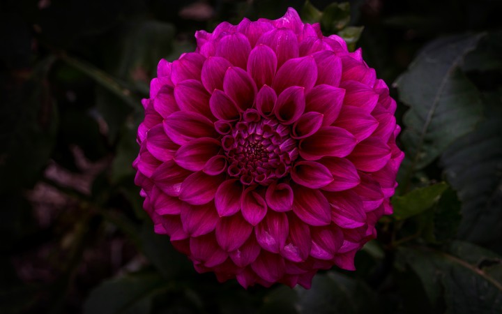 Dahlia
