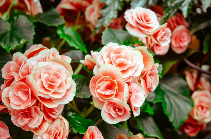 Orange Rose