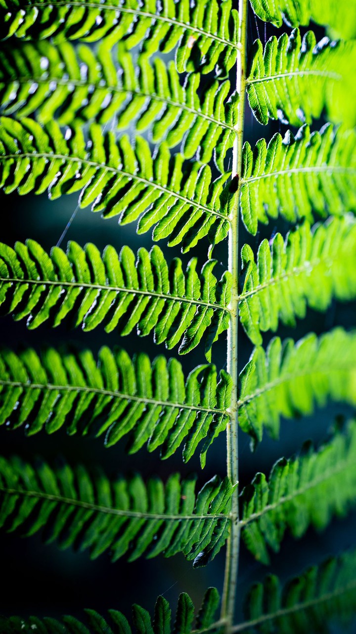 The Nature