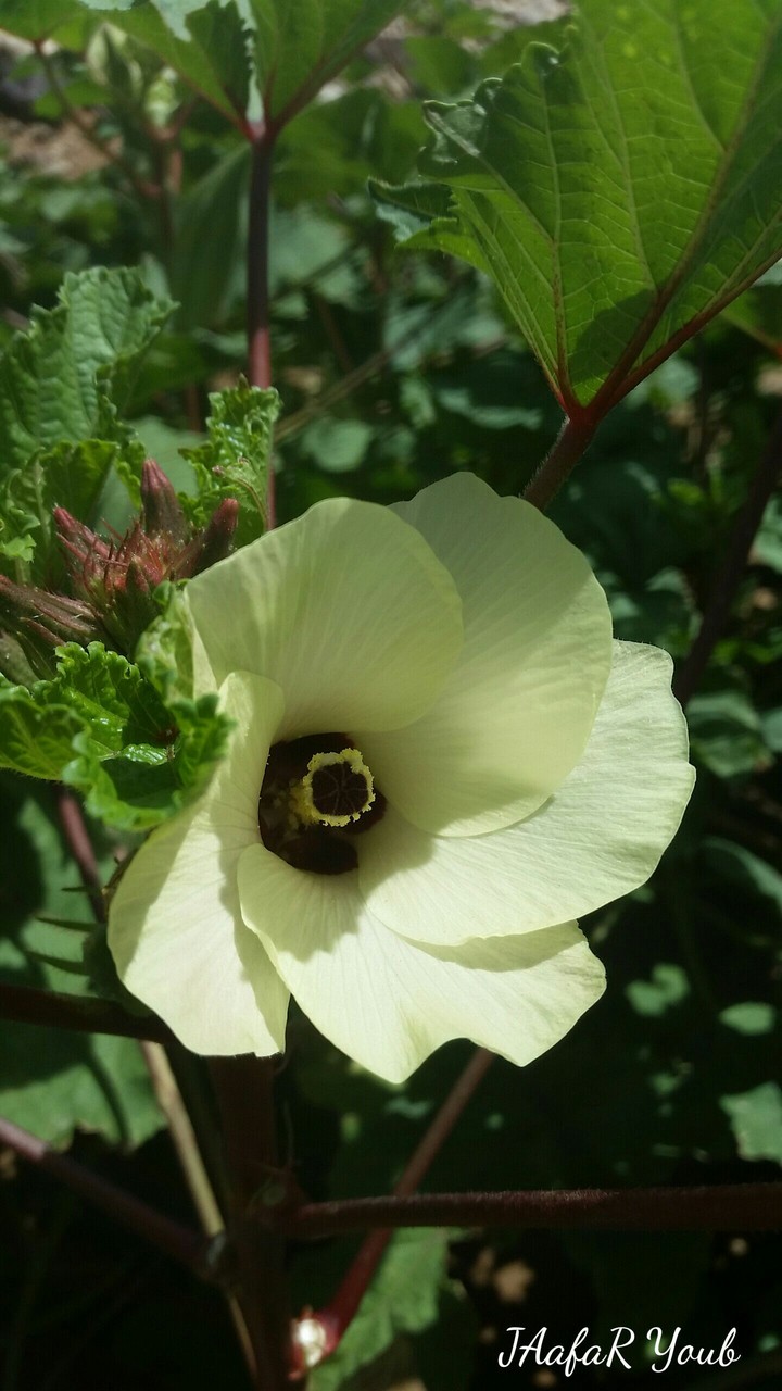 fleurs  ...