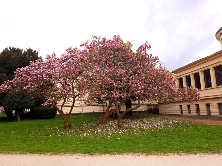 Petals on the grass