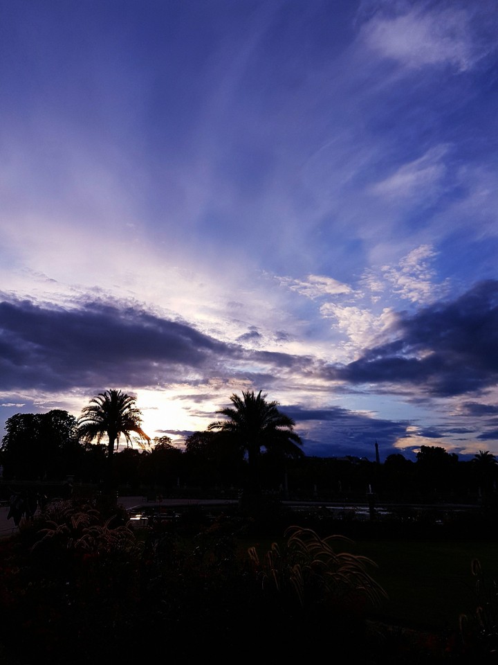 Palm Tree at Dawn