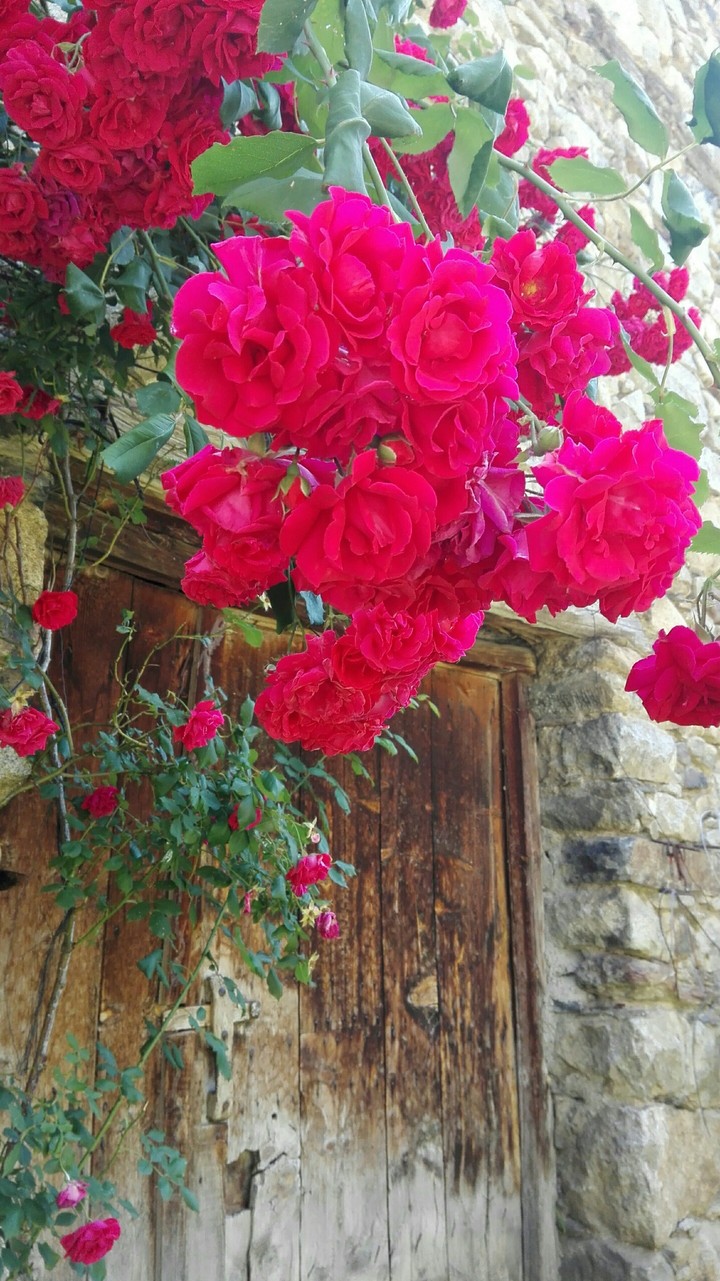 Rosas