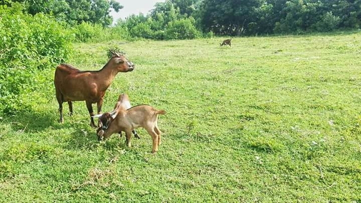A mother's love