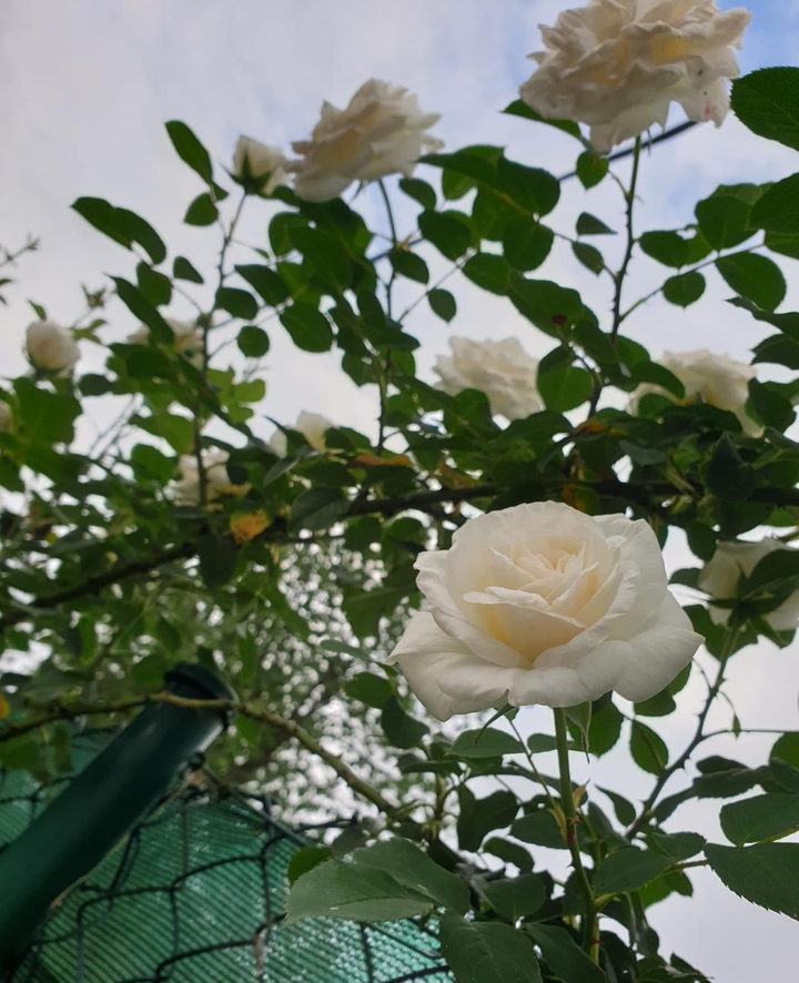 Rosas