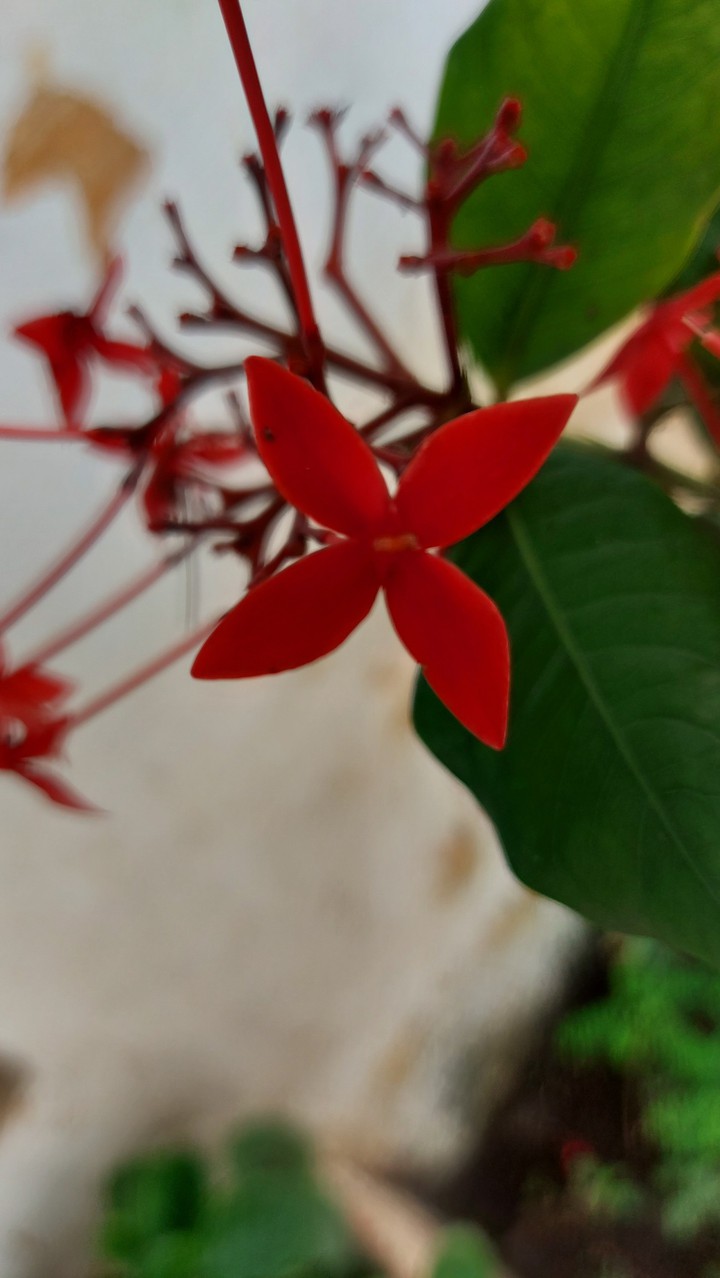 red flower