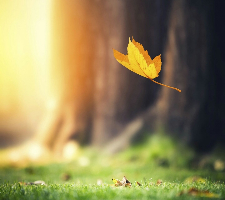 leaf