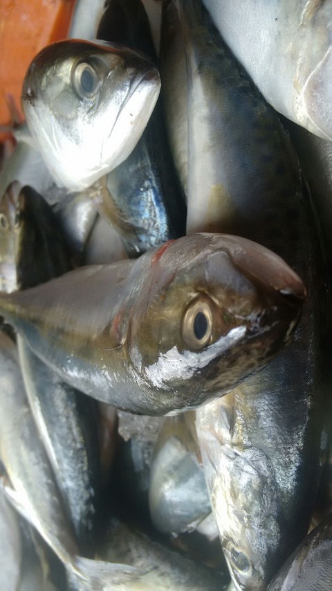 fish