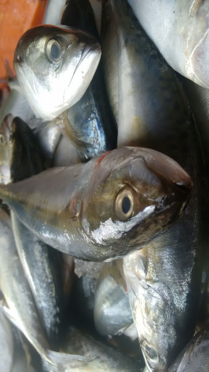 fish
