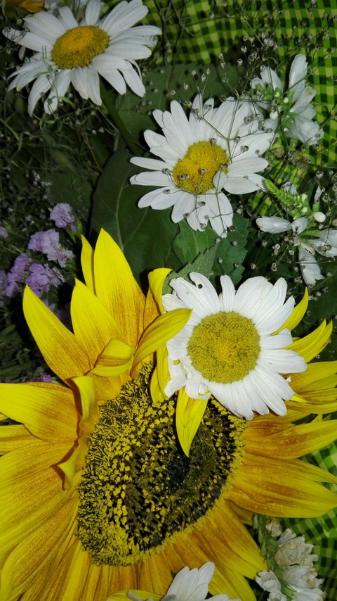 yellow, flower achtergronden