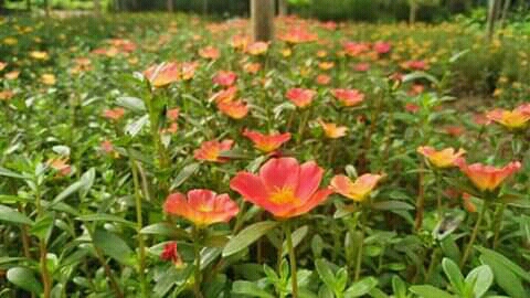 Beautiful morning flowers.