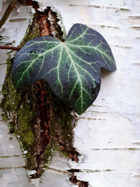 beautiful leaf on a tree