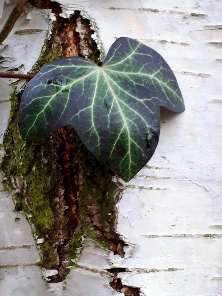 beautiful leaf on a tree
