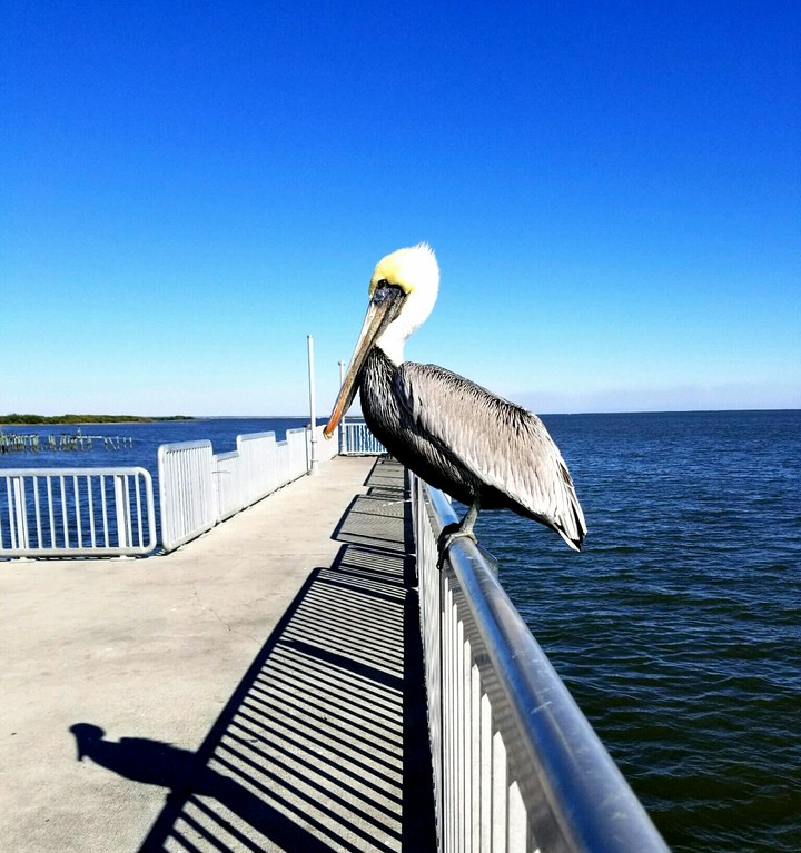 Cedar Key Pelican