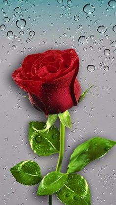 beautiful red rose