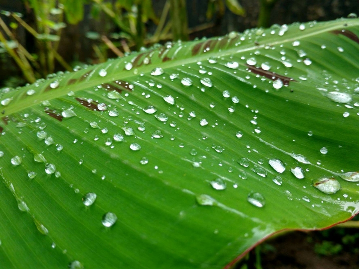 droplets on leaflet ! ❤