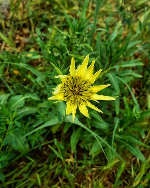wildflower, flower duvar kağıtları