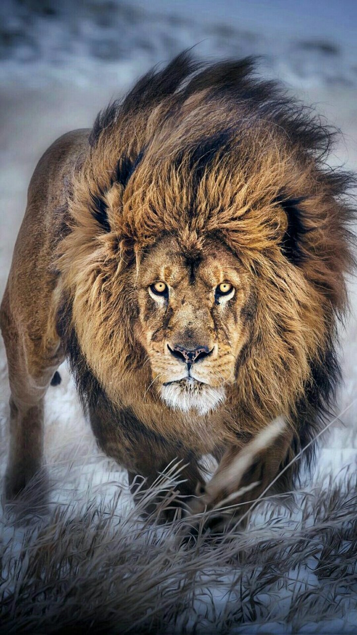 Lion