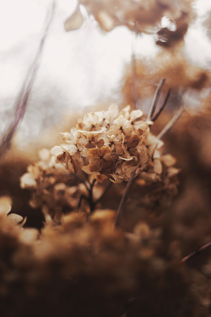 STILL LIFE