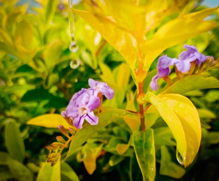 Nature's beauty
