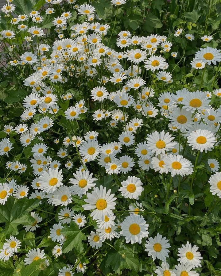 daisies