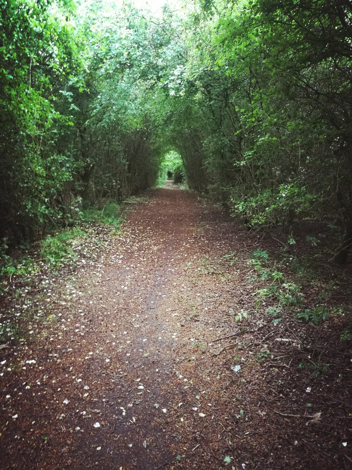 Tunnel of Nature