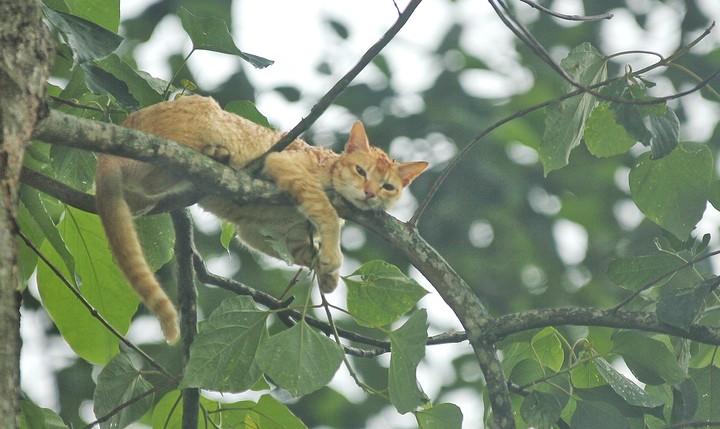 the cat is looking at you from the tree