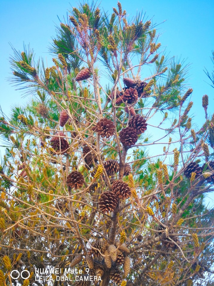 mate9