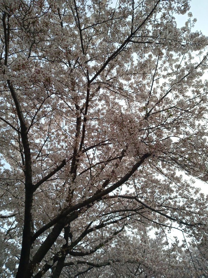 벛꽃