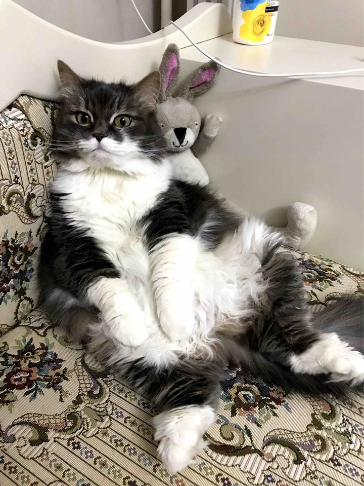 кошечка