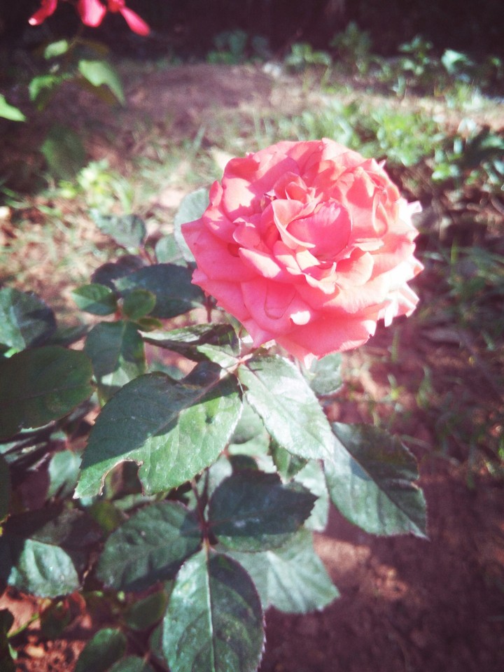 rose