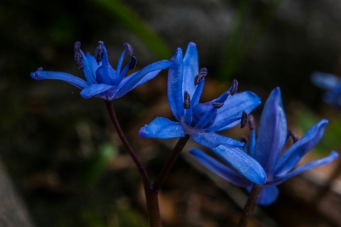 blue forest flowers
