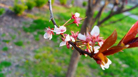 Plum tree