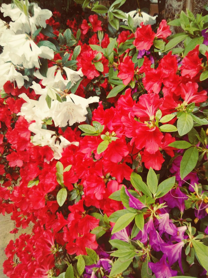 fleur//flower