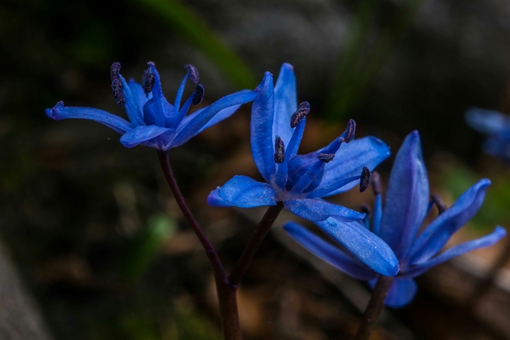 blue forest flowers