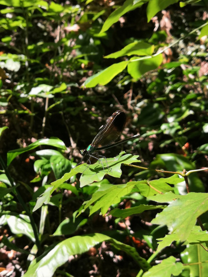 Dragonfly