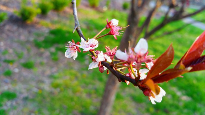 Plum tree