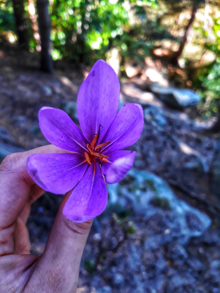 Flower