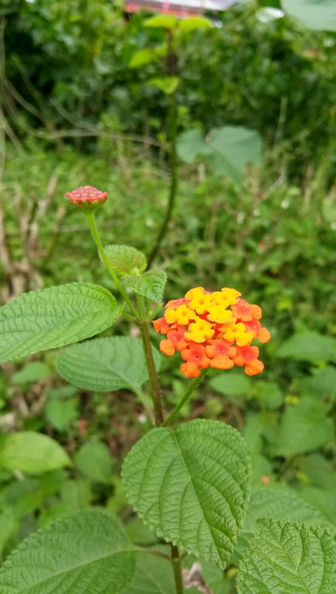 bunga