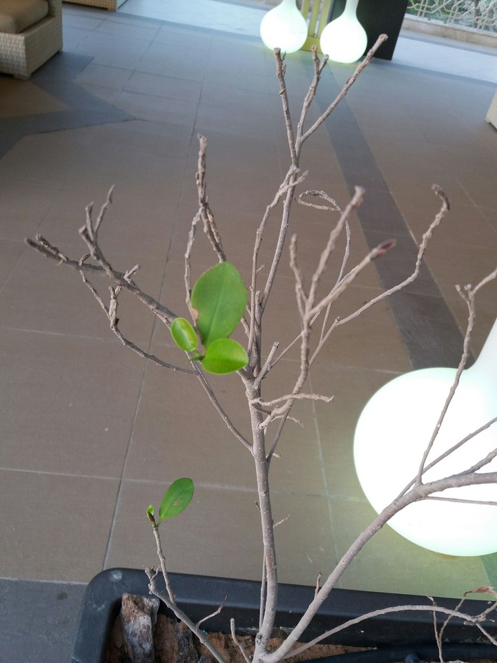 a new bud