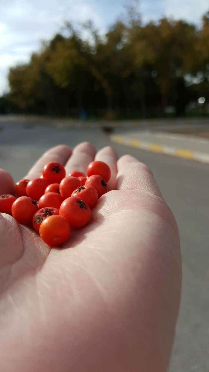 Alıçımsı