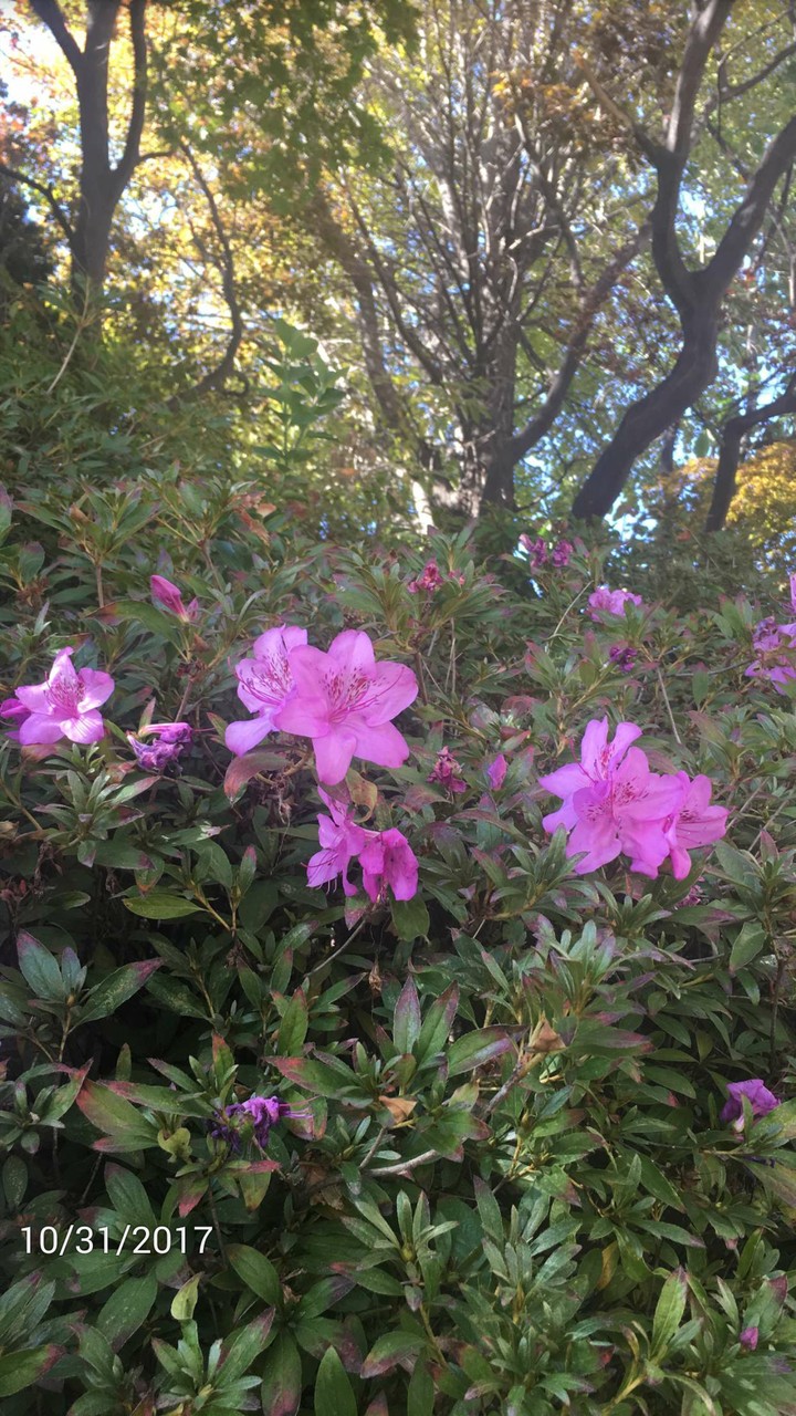 flowers
