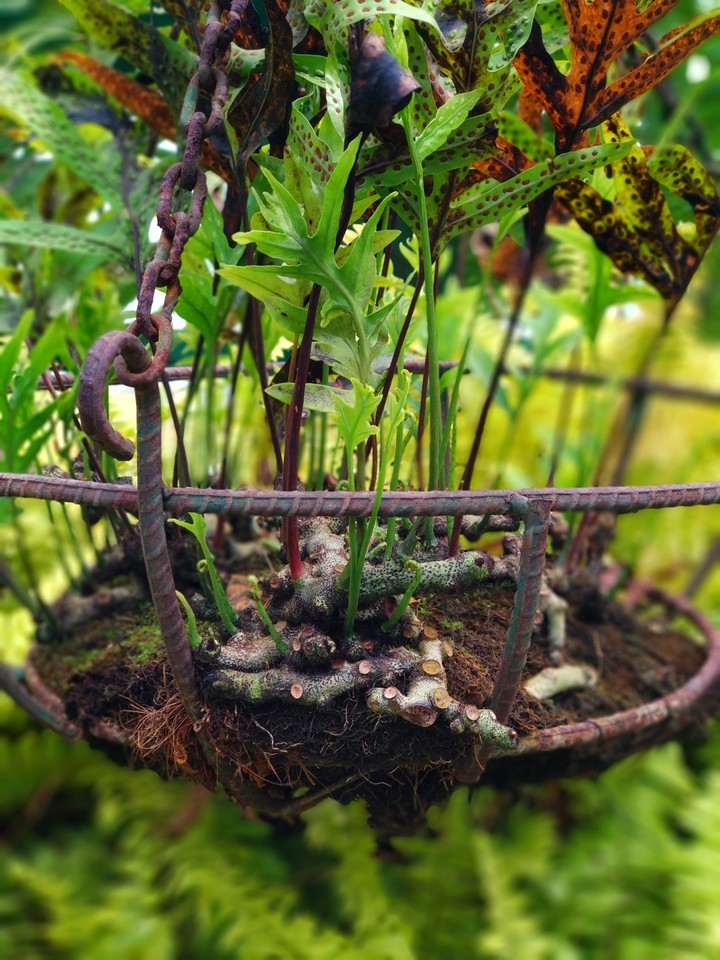 plant